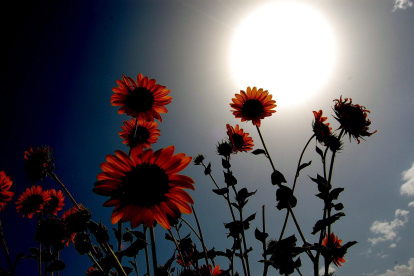 Imagen de archivo de unos girasoles bajo el sol en Hyderabad, Pakistán.