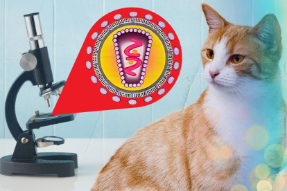 La prevalencia del virus de la leucemia felina es alta.