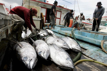 Trabajo. Un grupo de pescadores alistan los atunes capturados para llevarlos a la venta.