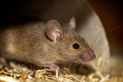 En el lugar encontraron "un cementerio de roedores"