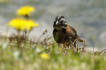 Un pájaro copetón (Zonotrichia capensis) en un humedal artificial en medio de un cultivo de flores, en Nemocón (Colombia). EFE/ Mauricio Dueñas Castañeda