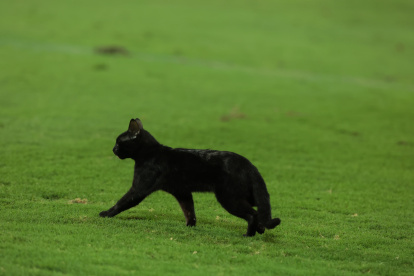 Minuto 74 entró el gato negro para cambiar la historia en Emelec.