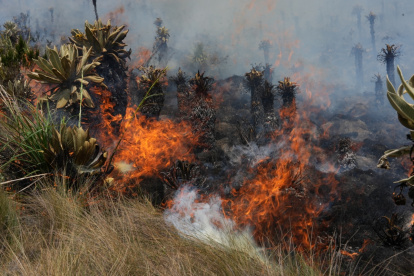 Fotografía de archivo de un incendio en la reserva ecológica ecuatoriana El Ángel, en la provincia de Carchi (Ecuador).