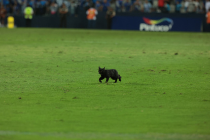 El felino ingresó a la cancha del estadio Capwell entre el minuto 74 y 75 del partido que al final remontó Emelec.