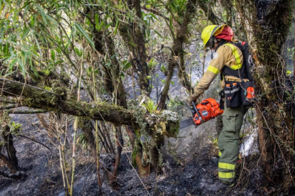 Los bomberos trabajan en primera línea para el control del incendio forestal.