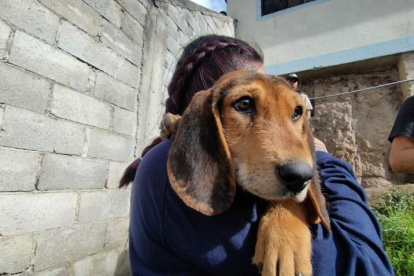 También se levantará información sobre estado reproductivo de los animales