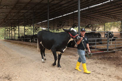 Trato. En esta hacienda está prohibido gritarle al ganado. Se trata a los animales con sutileza. Hasta ventiladores tienen en su corral.