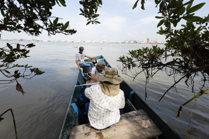 Los avances en manglares del país son significativos.