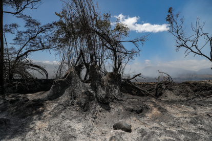 Fotografía donde se observa una zona afectada por un incendio en la población de Itulcachi, este viernes, a la afueras de Quito (Ecuador).