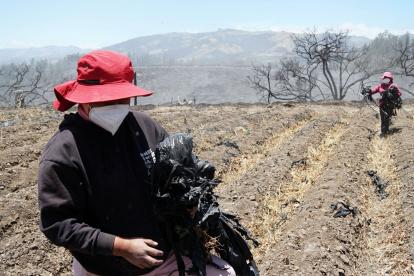 Itulcachi. Trabajadoras de Fresart ayudan a limpiar el terreno devastado por el incendio. Están preocupadas por su sustento.