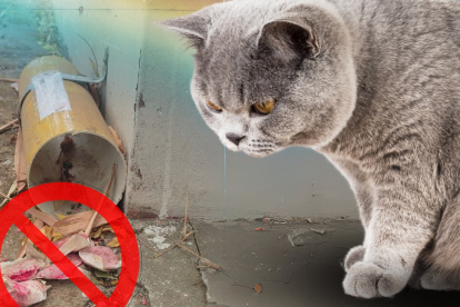 Trampa para roedores en la ESPOL habrían puesto en riesgo a felinos y otros animales que están dentro del bosque protector.