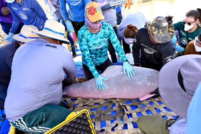 Un grupo de científicos examinando un delfín rosado en la Amazonía de Brasil.