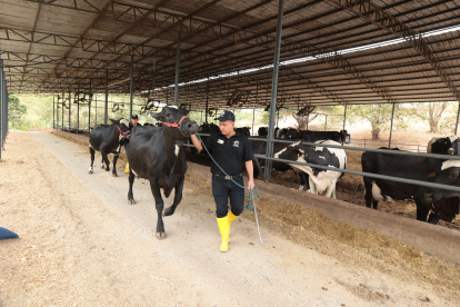Ganado. Un trabajador camina con una de las vacas de la hacienda Mélida, donde por varios años se ha trabajados para mejorar la genética del ganado.