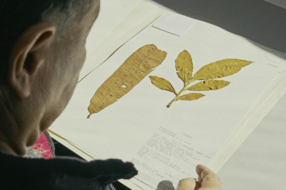 Toroboro: La Historia de las plantas del director Manolo Sarmiento se estrenó en la capital.