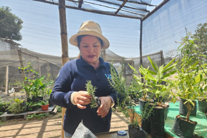 Los viveros de la facultad producen plantas ornamentales y medicinales. Especies como fernán sánchez, roble, laurel negro, coco bolo, entre otros.