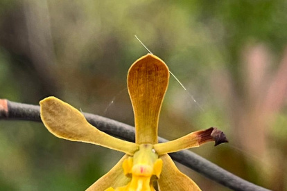 La Encyclia angustiloba es una especie de orquídea autóctona de Guayaquil y está en peligro crítico de exitinción