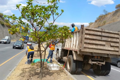 Las especies intervenidas son guabo, arrayán y yalomán.