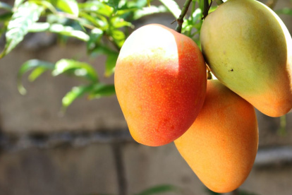 Si la fruta del árbol de tu vecino cae en tu patio, ¿es tuya?