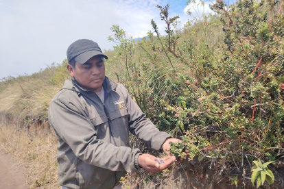 Habitantes de Quinticusig buscan la manera de proteger a las plantas de mortiño.
