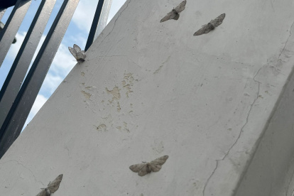 Vista de polillas en un inmueble de la Carlos Julio Arosemena.