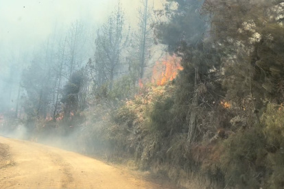 Afectaciones. La quema de las más de 4.500 hectáreas ha afectado a decenas de especies animales que han tenido que migrar. La vegetación también sufre.