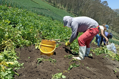 Finca. Un grupo de trabajadores recoge la poca producción de zanahoria que hay por la falta de agua.