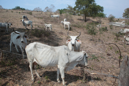 Pasto. Ganado en la vía a la costa que ya está sin pasto, por falta de agua.