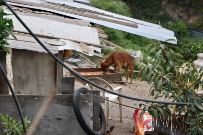 Algunos perros corrieron hasta el filo de una quebrada, en el norte de Quito, por lo que los rescatistas no pudieron llevárselos.