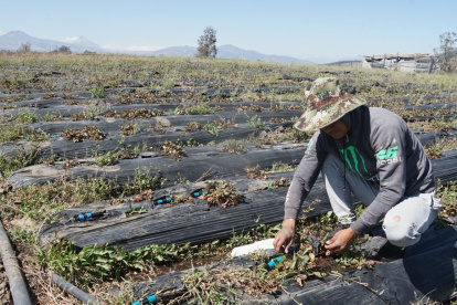 En una hectárea de cultivo de frutilla se perdió el 90% de la producción. Un trabajador remacha las mangueras para que se riegue agua.