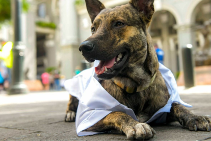 Zeus era un perrito callejero que llegó hasta el Municipio de Guayaquil.