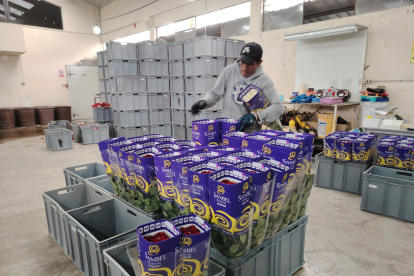 Los trabajadores de la finca Sanbel empacan las flores para su comercialización.