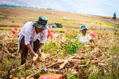 Trabajo. Unos agricultores laboran en la cosecha del maíz.