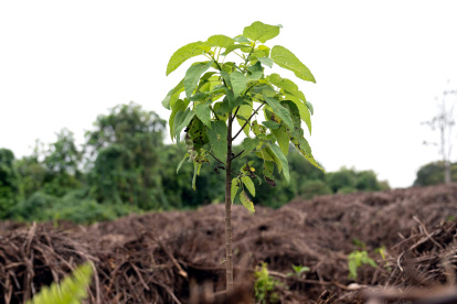 Un árbol de scalesia, en la isla Isabela, en Galápagos (Ecuador).