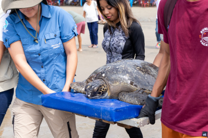 Playas. Integrantes y voluntarios de la fundación EcoData trasladan una tortuga marina rescatada.