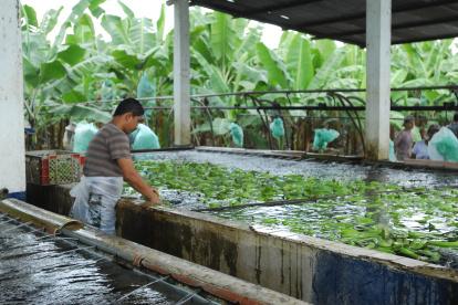 El 65 % de cultivos de El Oro,