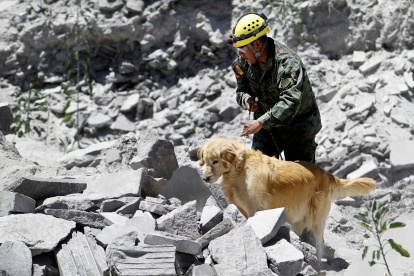 A través de un ejercicio práctico, pusieron a prueba los conocimientos adquiridos por los canes.