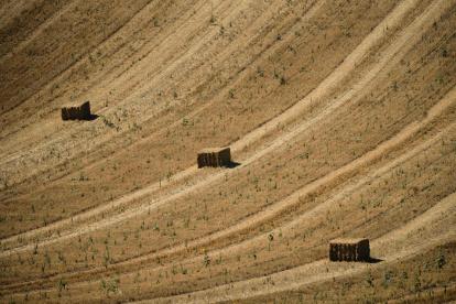 Bloques de paca de paja aparecen en una finca búlgara de trigo.