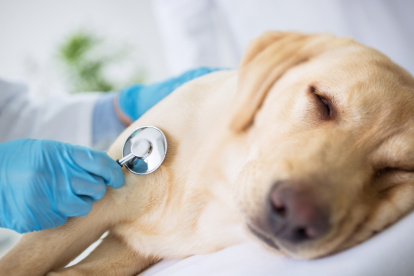 El humo afecta a tus mascotas, conoce cómo cuidarlas ante estas situaciones.