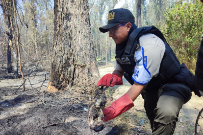 Policía recoge el cadaver de un animal silvestro calcinado por el fuego en el bosque