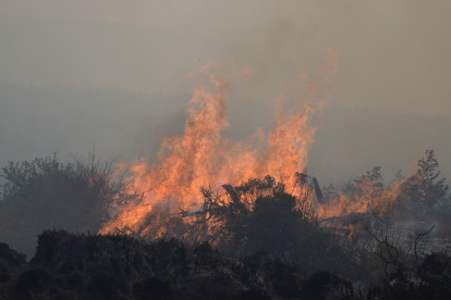 Las llamas avanzan destruyendo todo a su paso. Ayer afectó al bosque de pinos en las faldas del volcán Cotopaxi.