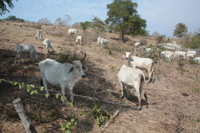 Finca. En una hacienda de la región Costa se observa la falta de pasto y lo flaco que está el ganado por la falta de alimentación.