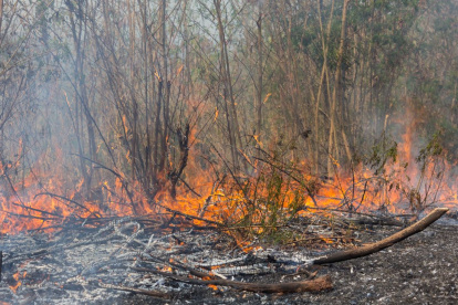 Incendios suelen ser provocados por personas denominadas pirómanas