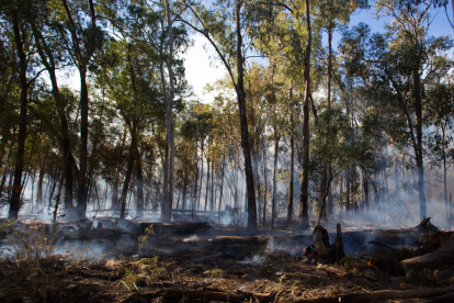 Referencial. Incendio forestal controlado.