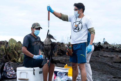 Dos científicos examinando un ave en las Islas Galápagos (Ecuador).