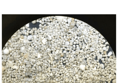 Imagen microscópica con zoom de sedimentos marinos tropicales lavados que muestra un gran número de caparazones individuales de foraminíferos.