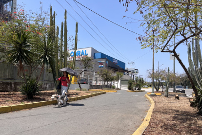 Especies. La especie euphobiasea, que hay en Guayaquil, que se caracteriza por un verde pálido, no es cactus; es una especie introducida que se ve en varias partes de Los Ceibos.