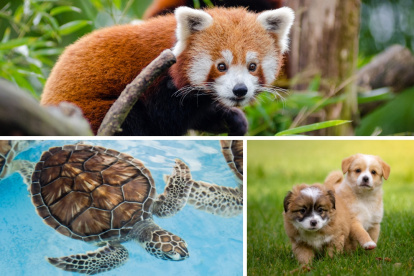 El 4 de Octubre se celebra el Día Mundial de los Animales.