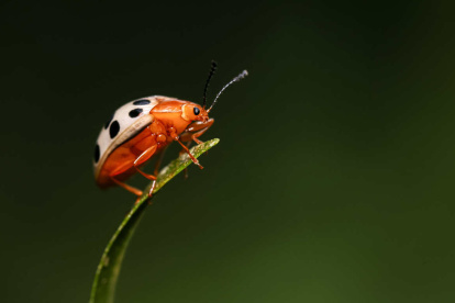 Una muestra una mariquita de la especie coccinellidae)