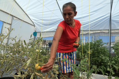 La guatemalteca Gloria Gómez cultiva hortalizas en un vivero del albergue "El Buen Samaritano", este jueves en Ciudad Juárez (México). EFE / Luis Torres