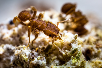 Especie de hormiga recolectora de hongos Atta cephalotes Panamá. Cerca de 250 especies diferentes de hormigas de América y el Caribe cultivan hongos. Los investigadores organizan estas hormigas en cuatro sistemas agrícolas en función de sus estrategias de cultivo.